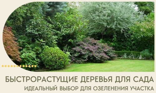Быстрорастущие деревья для сада идеальный выбор в Абакане
