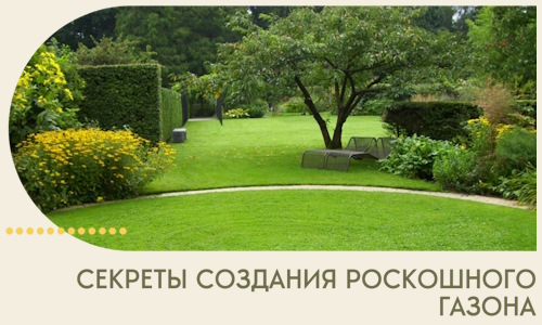 Секреты создания роскошного газона в Абакане